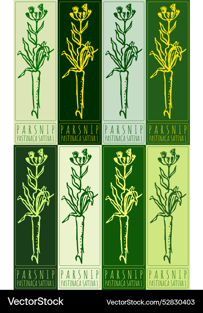 Set of drawing parsnip in various colors hand Set of drawing parsnip in various colors hand vector image