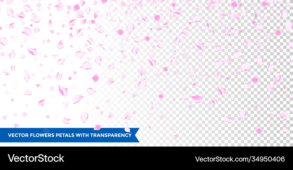 Flowers petals falling on transparent background Vector Image
