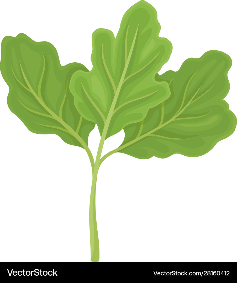 Parsnip leaves item detailed Parsnip leaves item detailed Vector Image