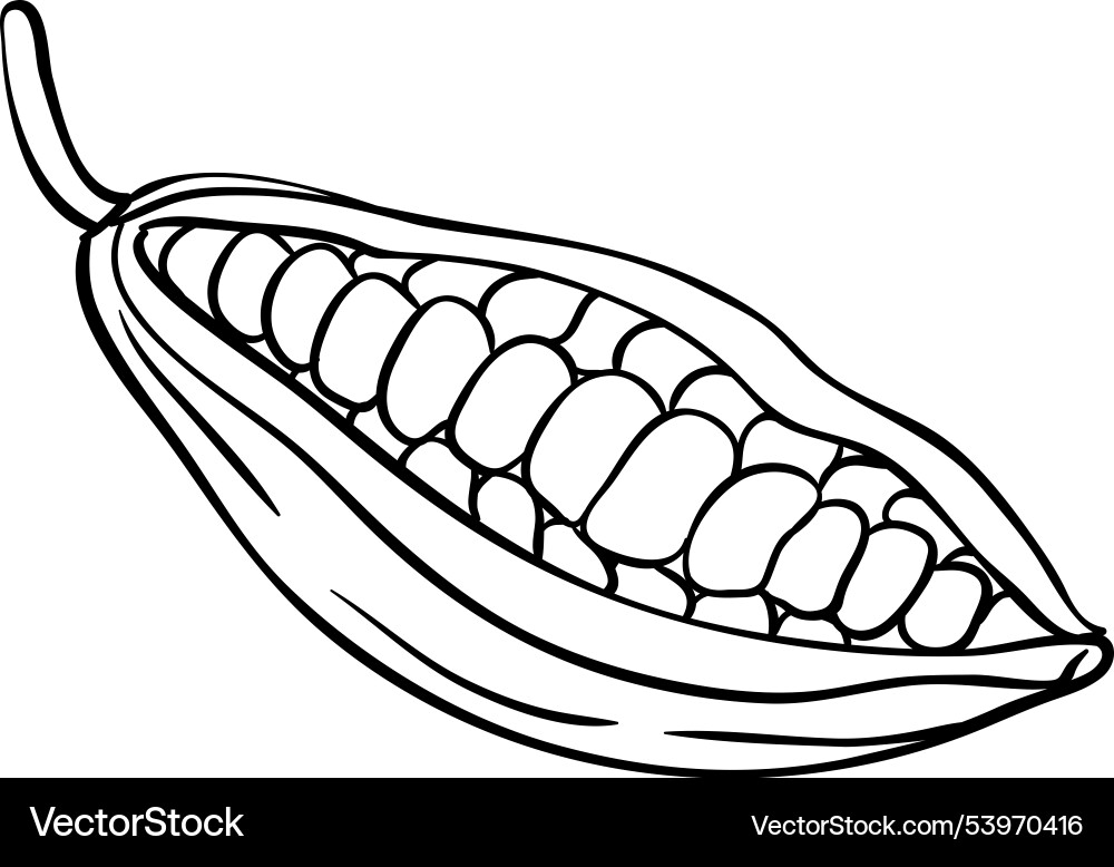 Cocoa beans isolated outline Cocoa beans isolated outline vector image