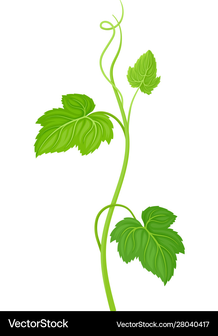 Cucumber leaves and stalk with cirrus item Cucumber leaves and stalk with cirrus item vector image