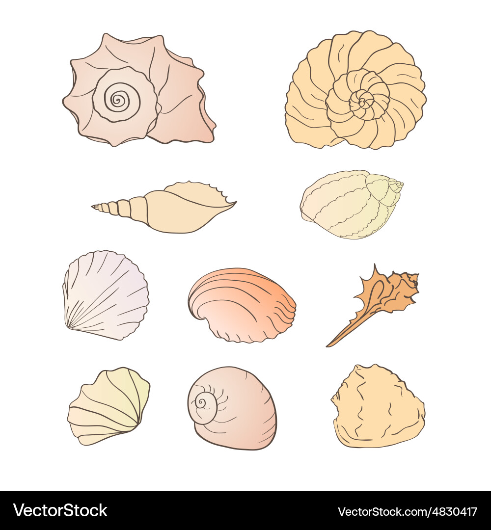 Set of shells Vector Image