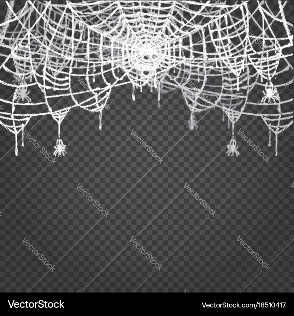 Spider and web isolated on transparent background vector image