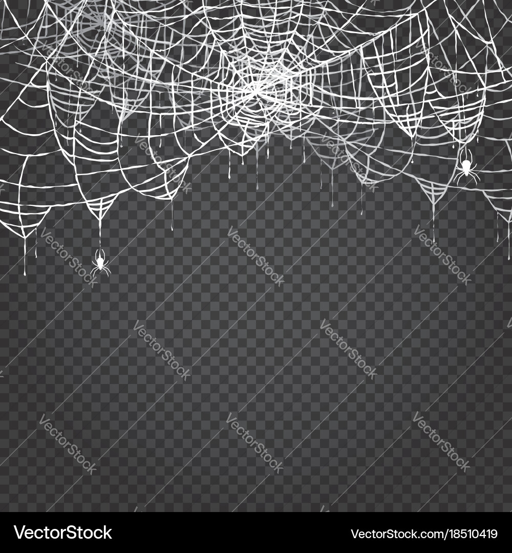 Spider and web isolated on transparent background vector image