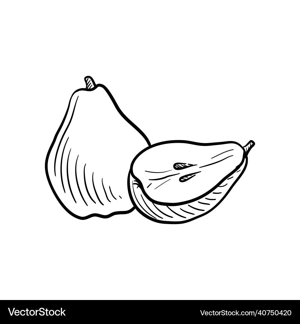 Pears drawing sketch of fruit Pears drawing sketch of fruit vector image