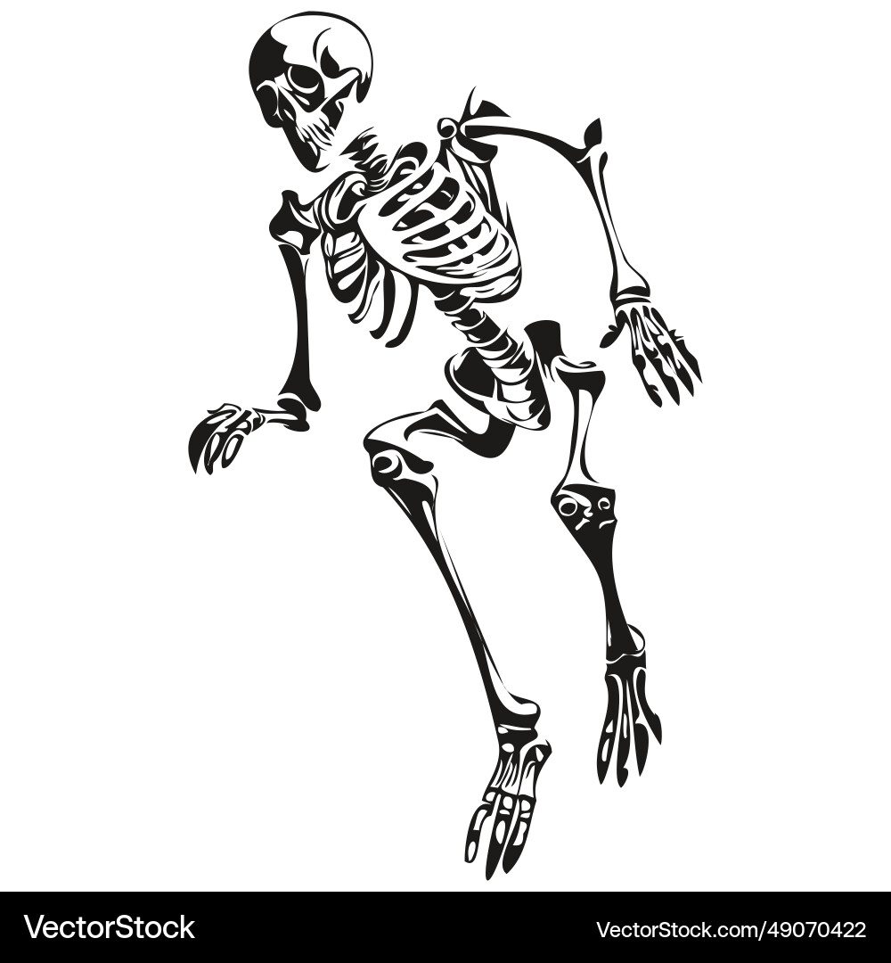 Skeleton in for spooky image Vector Image