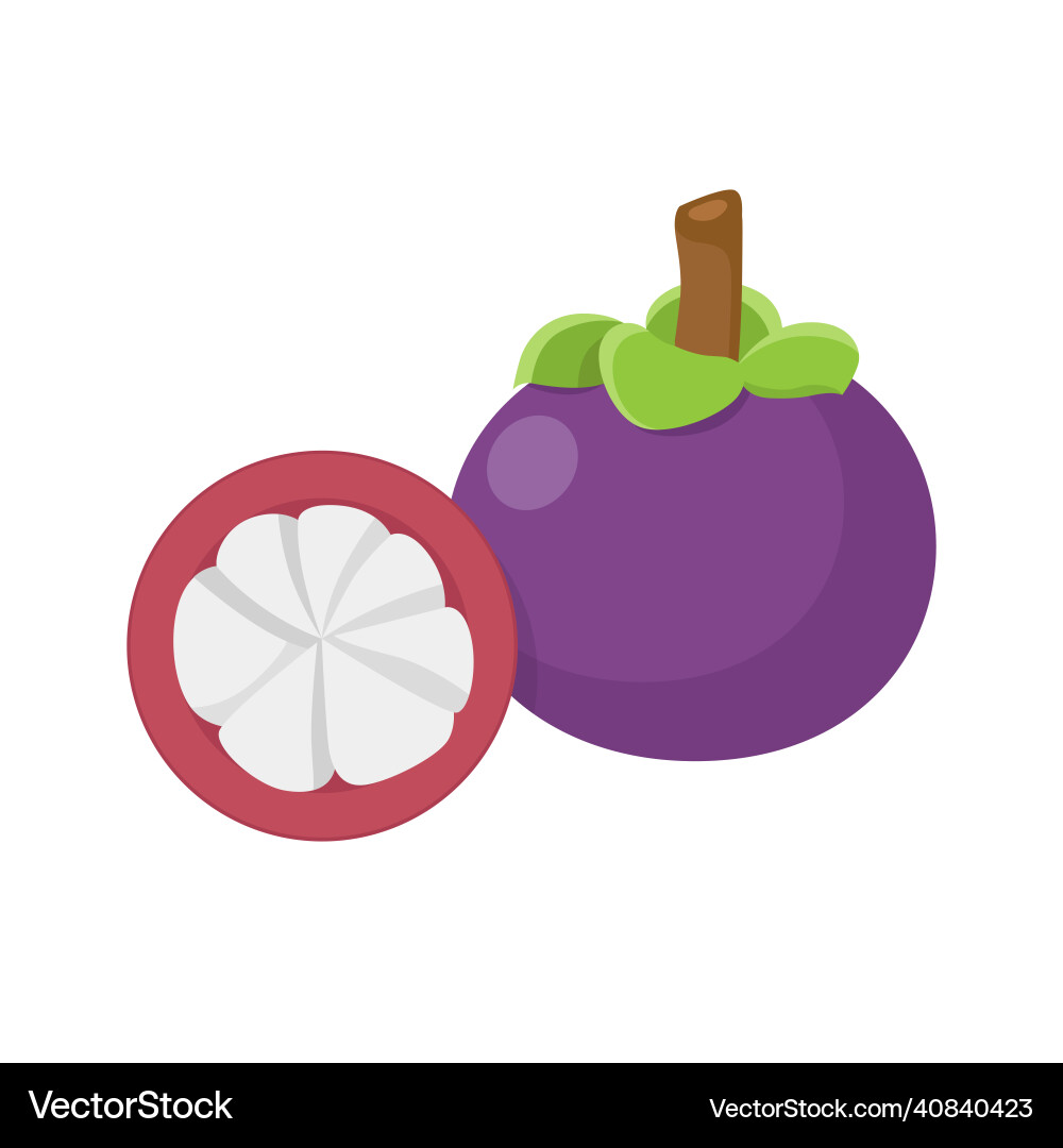 Flat of mangosteen isolated on white Flat of mangosteen isolated on white vector image