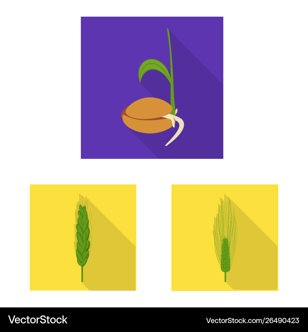 Isolated object wheat and corn symbol set Isolated object wheat and corn symbol set Vector Image
