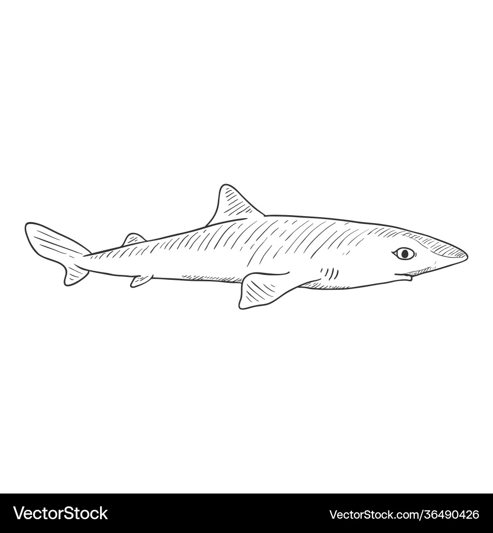 Sketch spiny dogfish squalus acanthias Sketch spiny dogfish squalus acanthias Vector Image