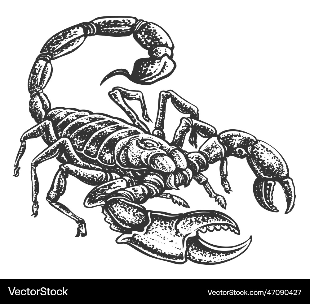 Scorpion with venomous sting hand drawn animal Scorpion with venomous sting hand drawn animal vector image