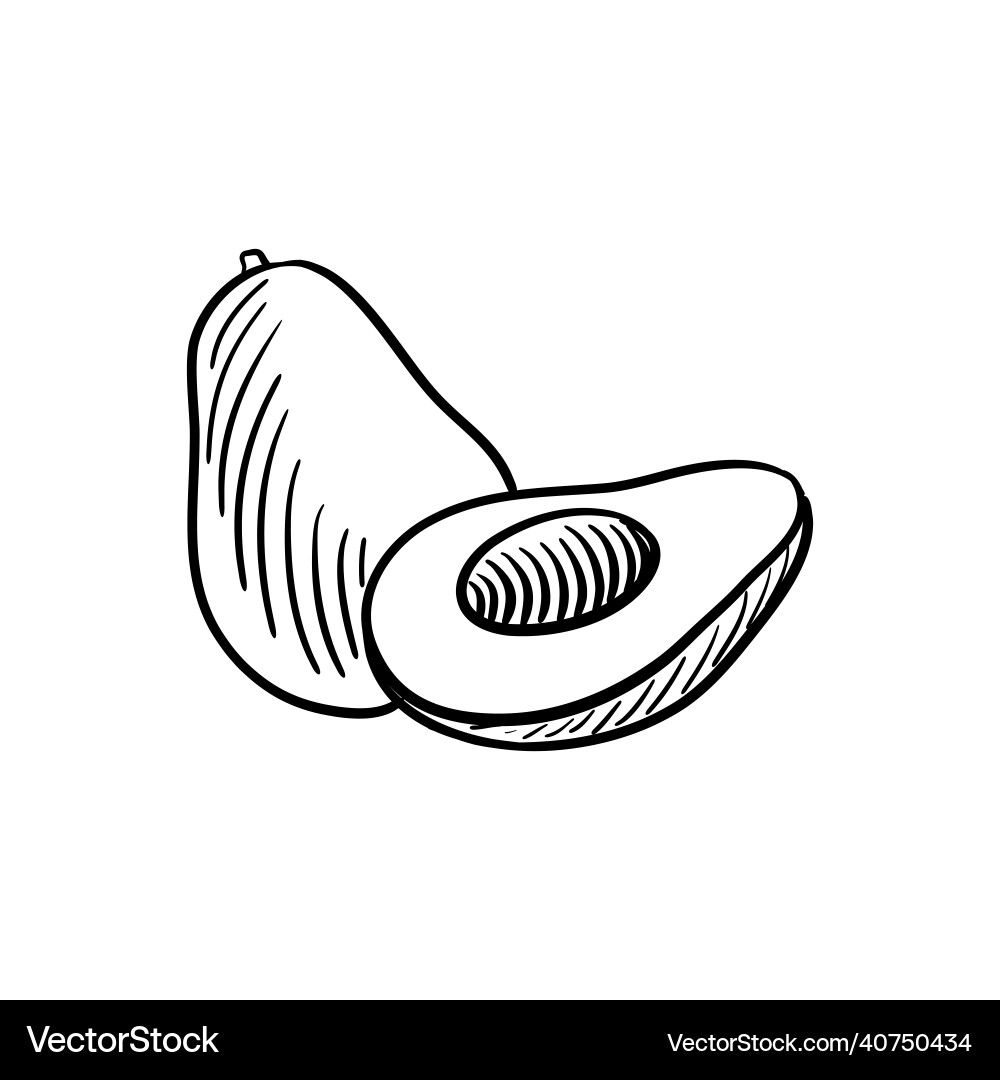 Avoocado drawing sketch of vegetable Avoocado drawing sketch of vegetable vector image