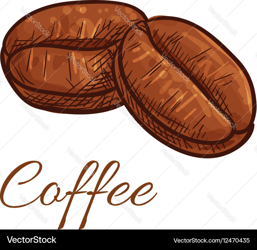 Coffee beans isolated sketch icon – Lizenzfreie Vektorgrafik | VectorStock, image size:1000x975