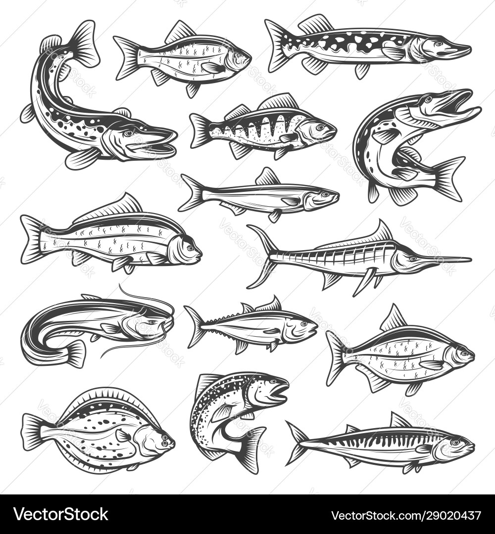 Freshwater and ocean fish vector image