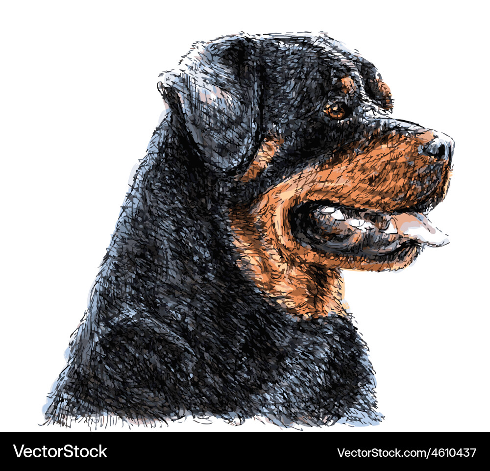 Rottweiler 04 Royalty Free Vector Image - VectorStock