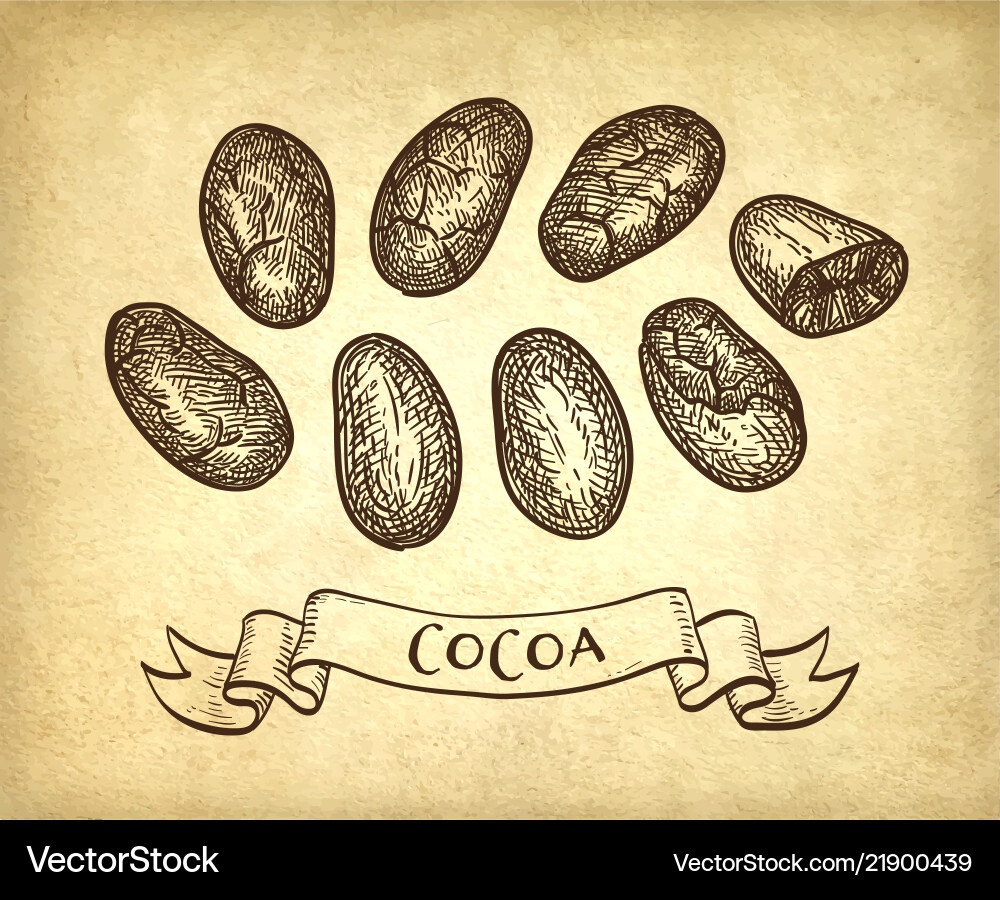 Ink sketch of cocoa vector image
