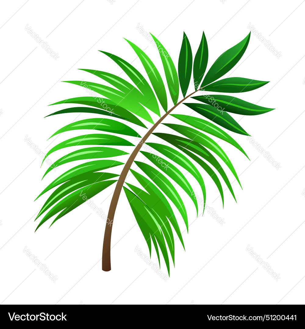 Summer leaf palm tree on white background Vector Image