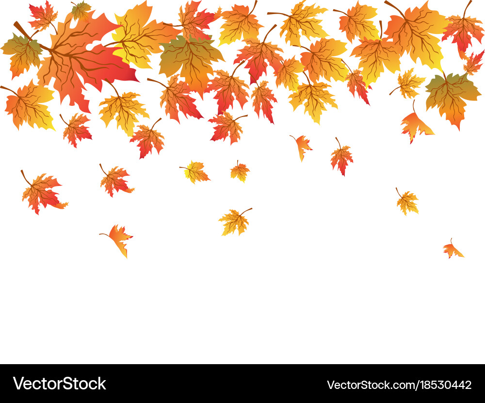 Maples background with copy space vector image