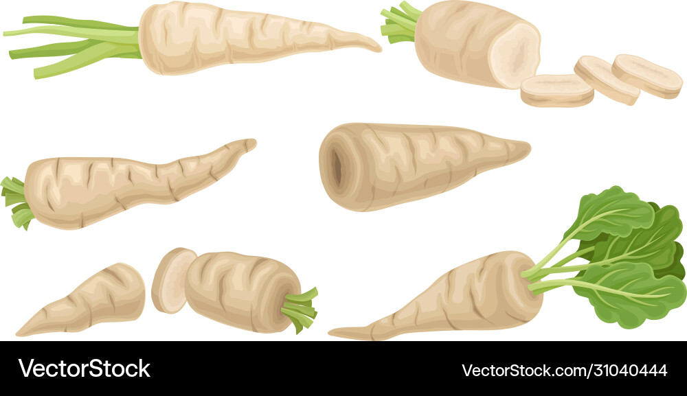 Parsnip with roots and lush top leaves set Parsnip with roots and lush top leaves set vector image
