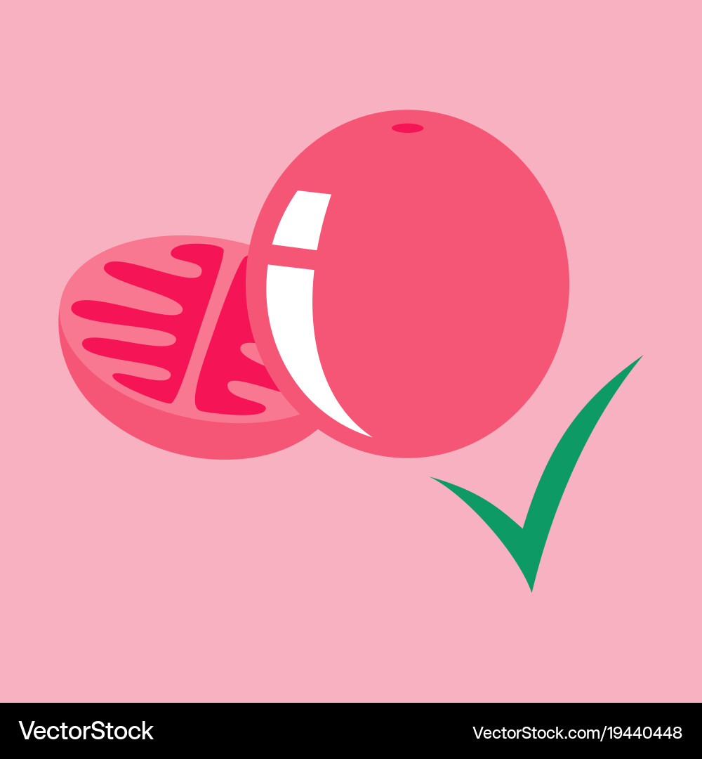 Flat tomato isolated on background Vector Image