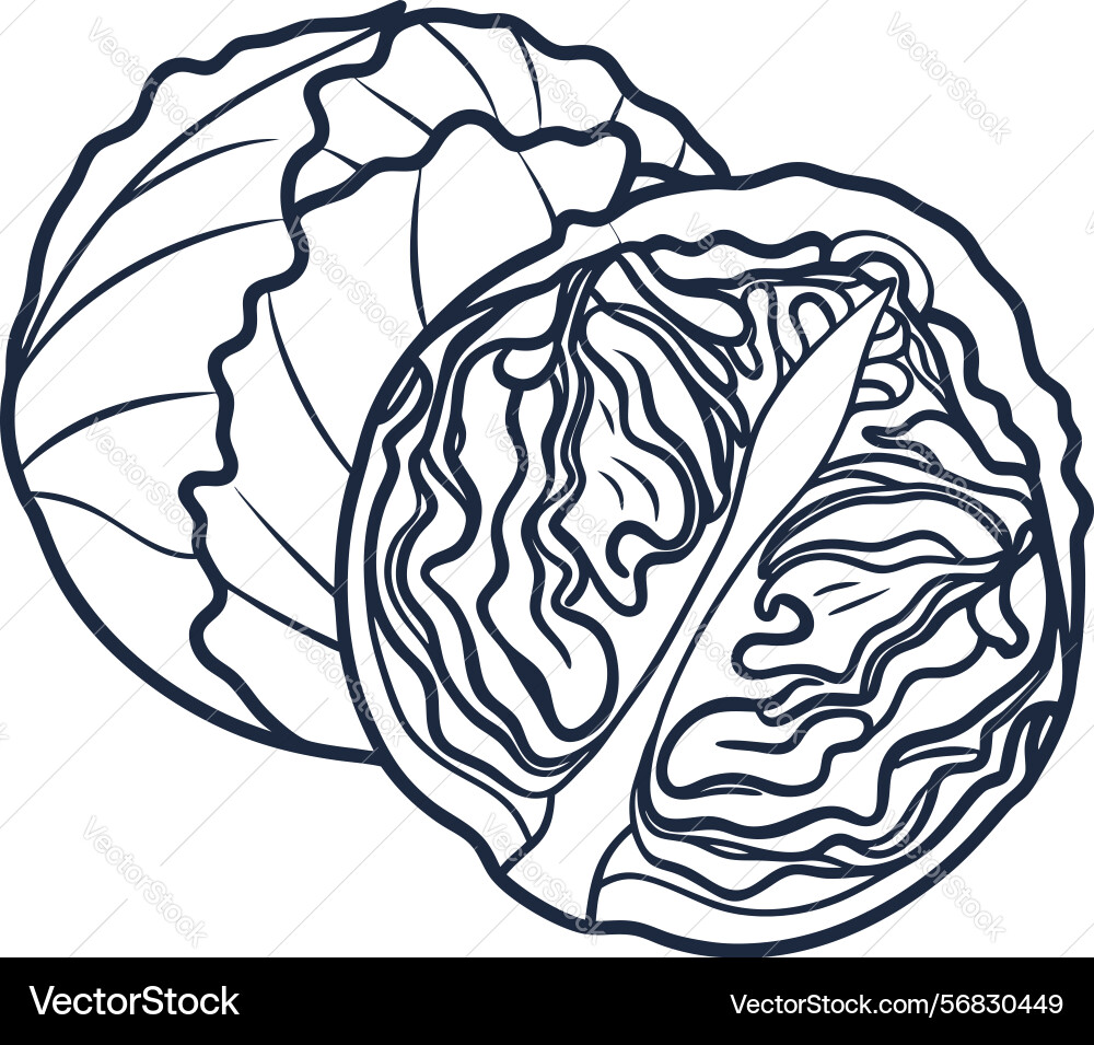Sliced cabbage line art intricate leaf patterns Sliced cabbage line art intricate leaf patterns Vector Image