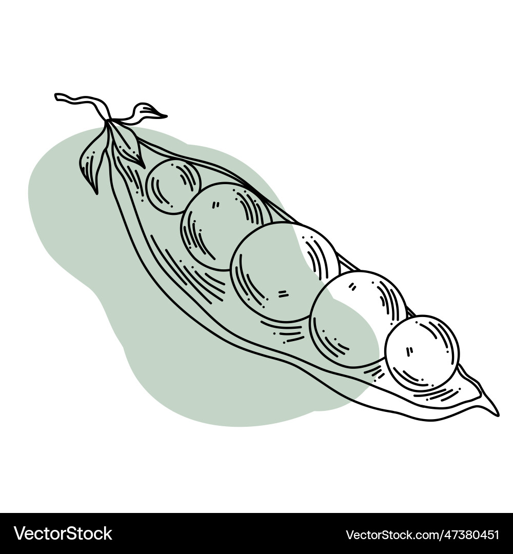 An open pod of peas with a row Vector Image