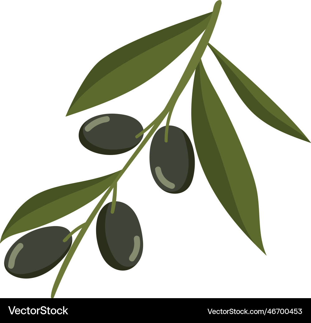 Tree branch with olives Vector Image