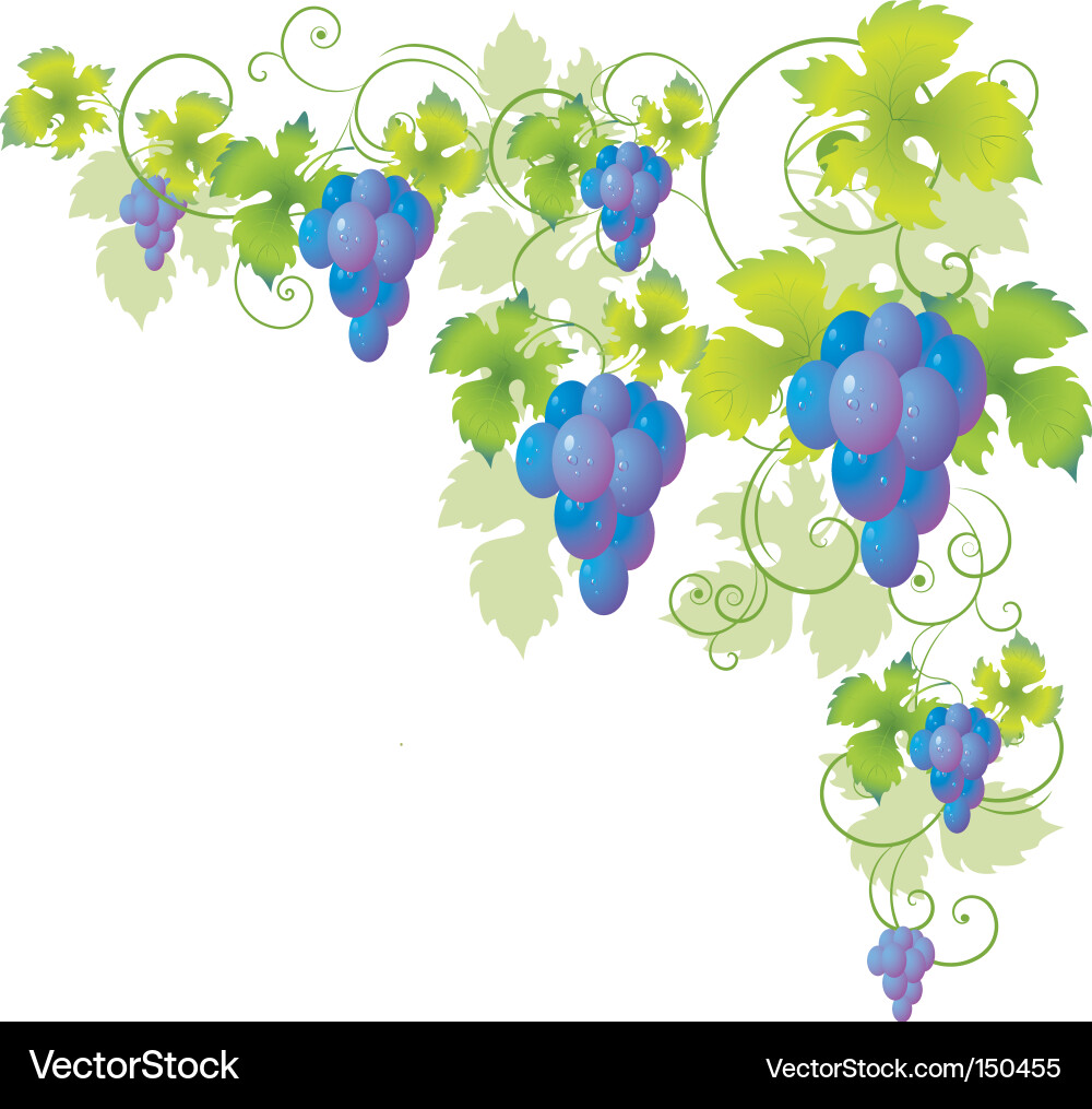 Grape vine Vector Image