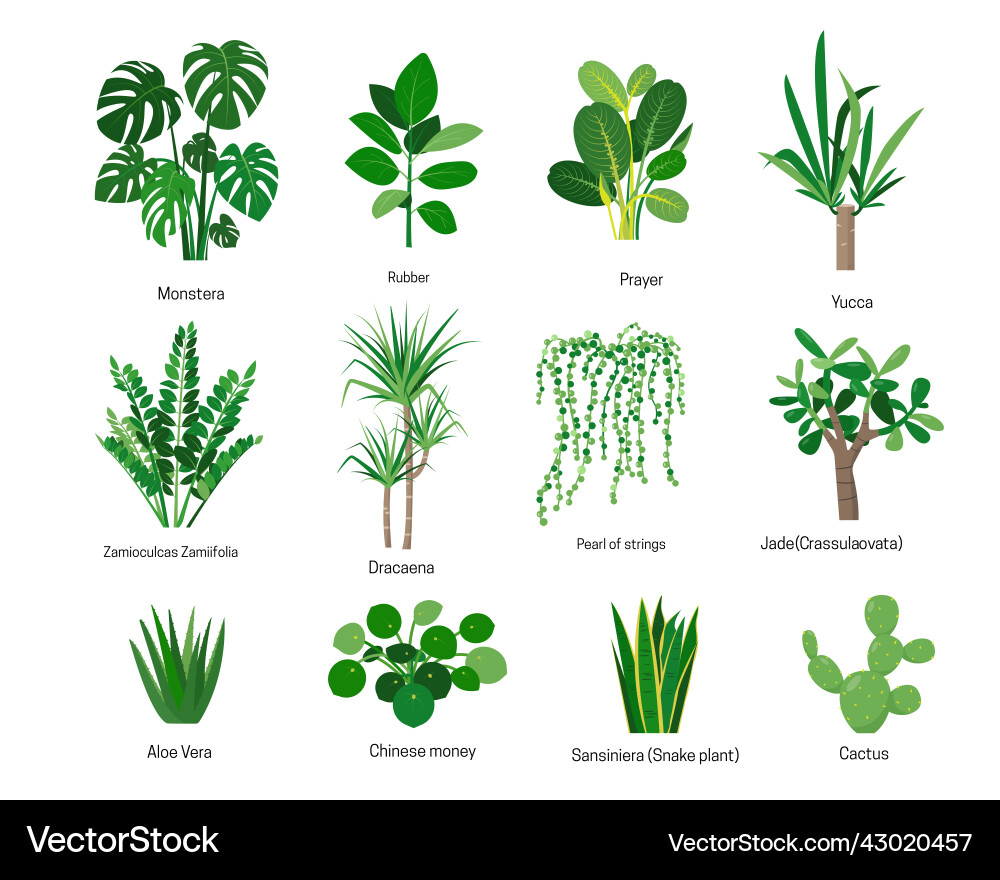 House plants or flowers with names isolated House plants or flowers with names isolated vector image