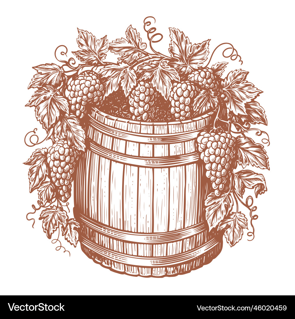 Wooden oak barrel and bunches of grapes vine vector image