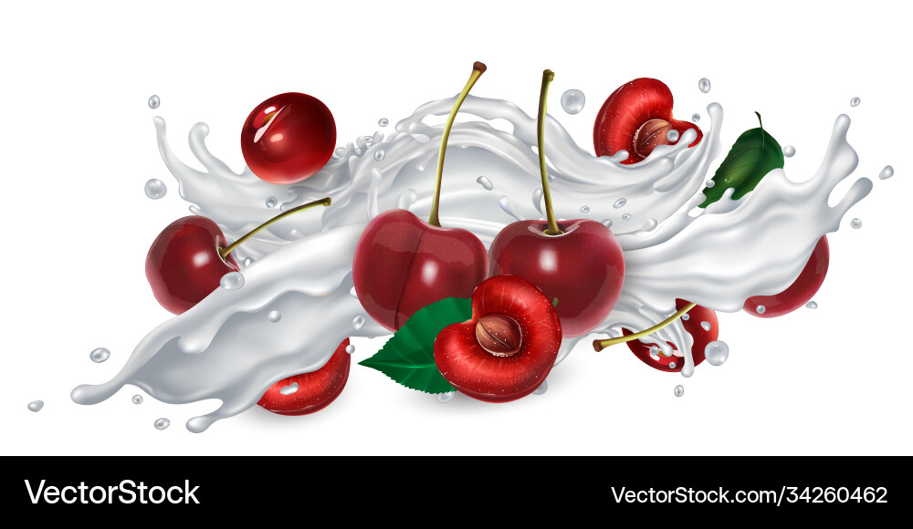 Cherries in a yogurt or milk splash vector image