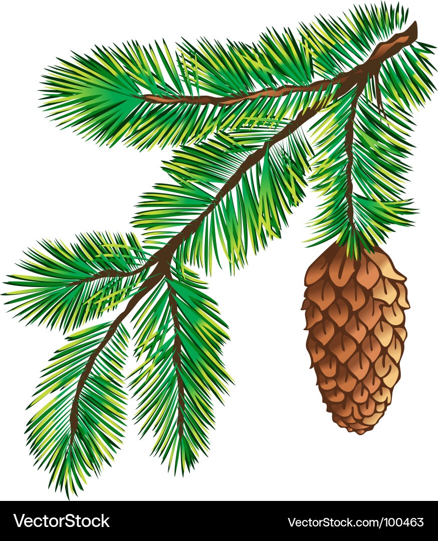 Pine Branch with Cone Vector Image