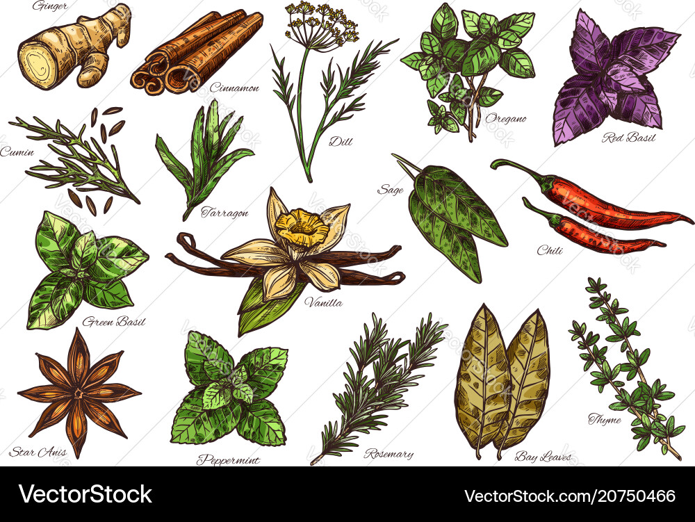 Spice and herb sketch of fresh condiment with name Spice and herb sketch of fresh condiment with name vector image