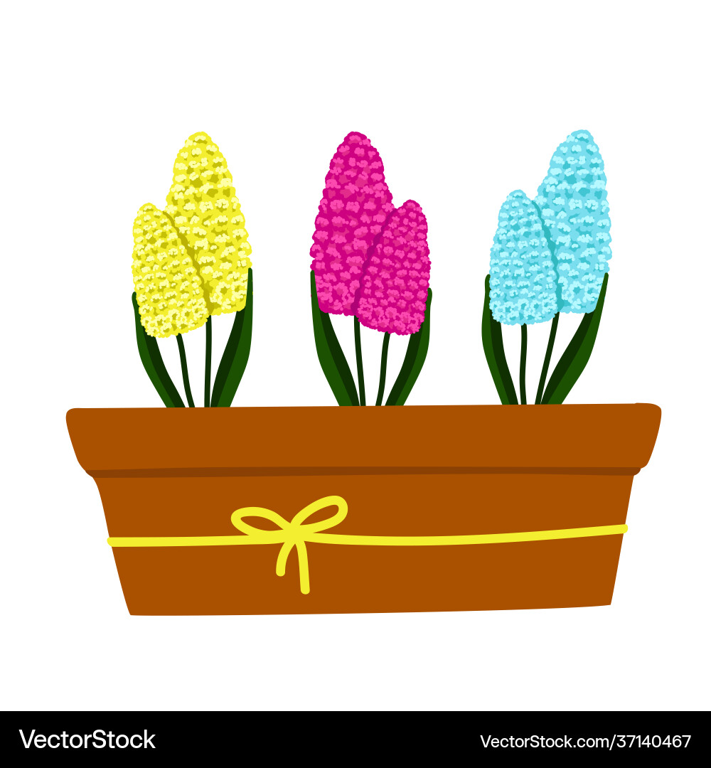 Set gelbblau und lila-pink hyacinthus Set gelbblau und lila-pink hyacinthus vektorbild