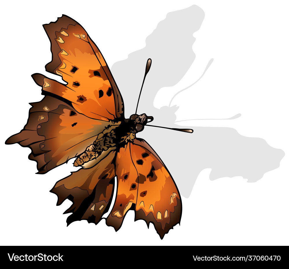 Polygonia Interrogationis Butterfly Vector Image