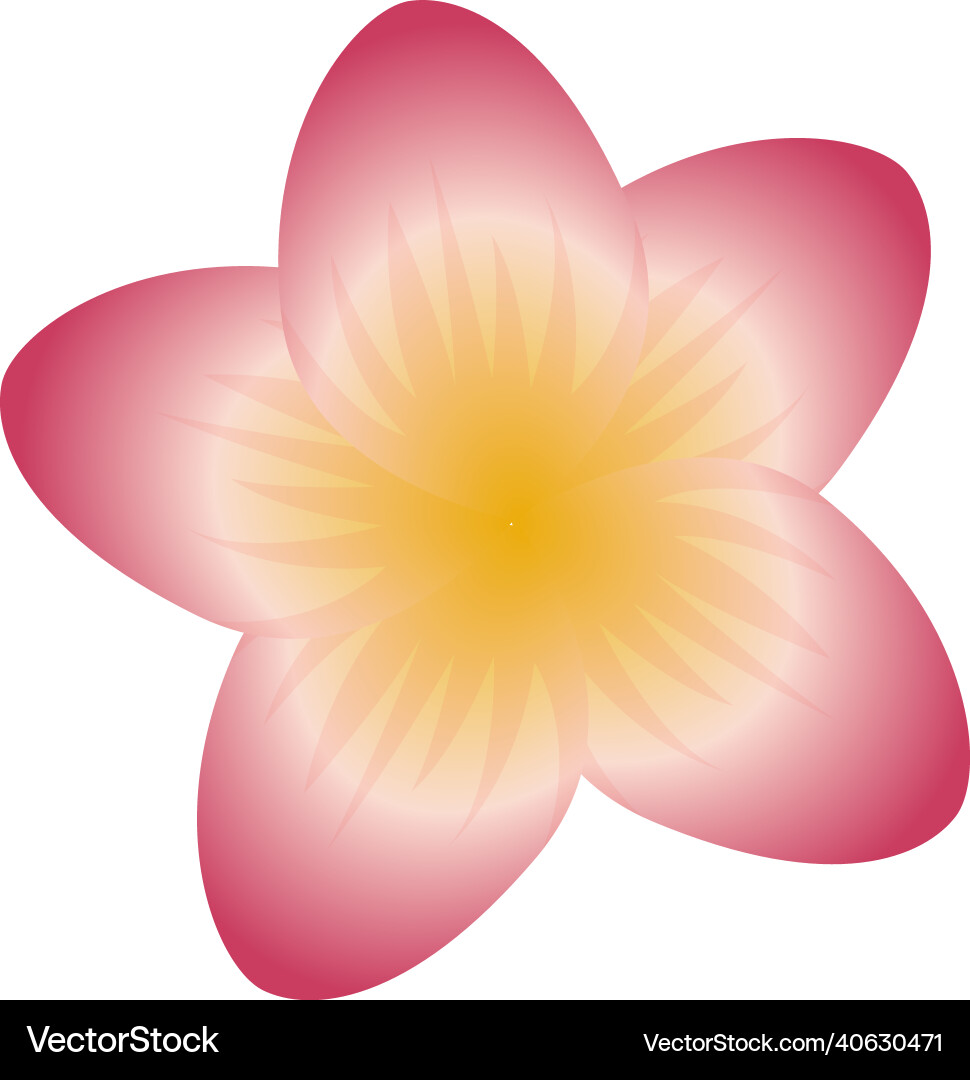 Exotic jungle flower pink plumeria plant blossom Exotic jungle flower pink plumeria plant blossom vector image