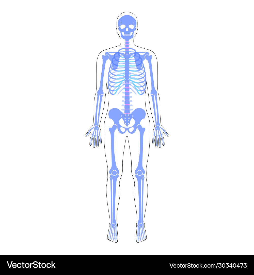 Human man skeleton anatomy Vector Image