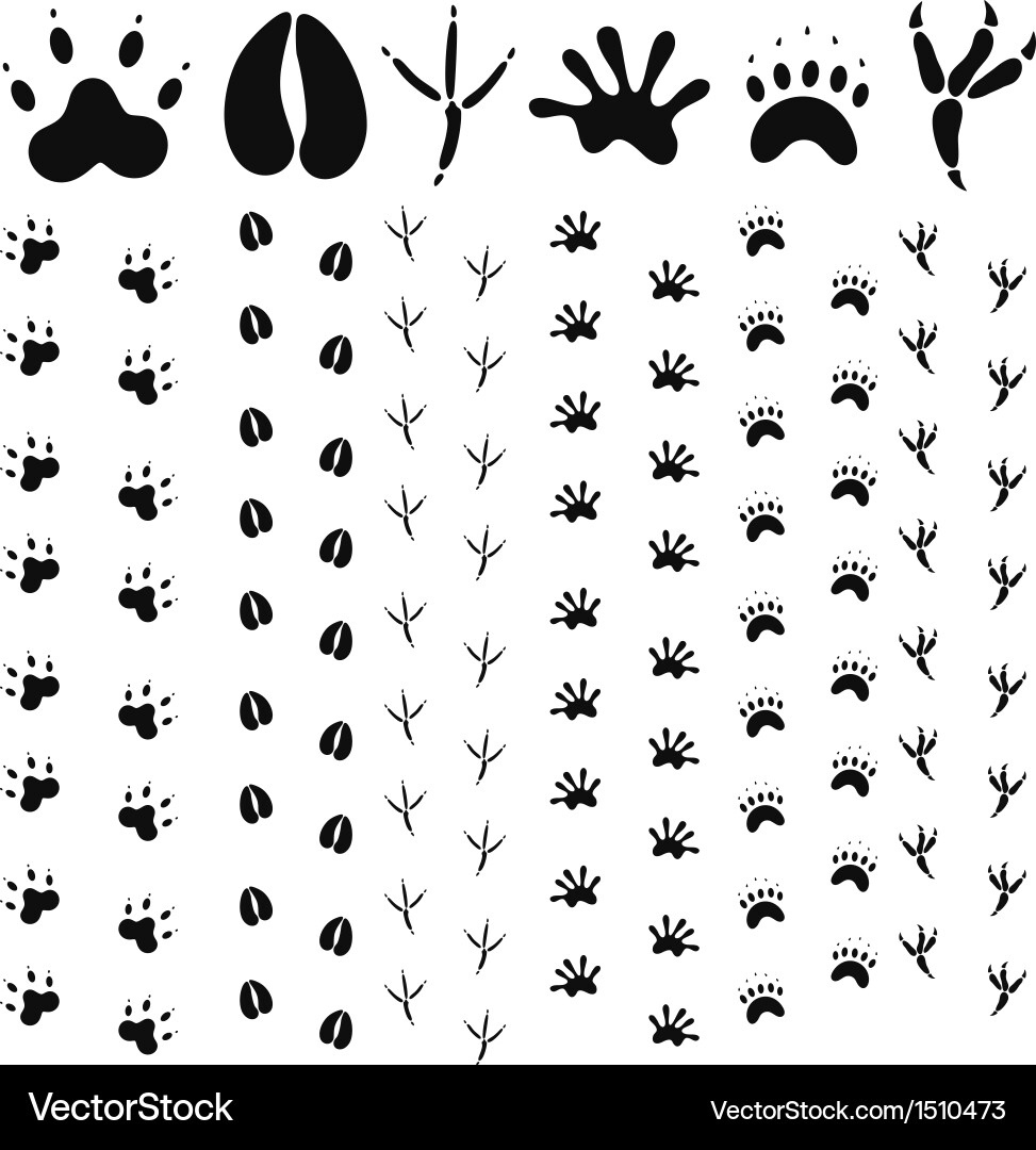 Single Paw Print Vector Image