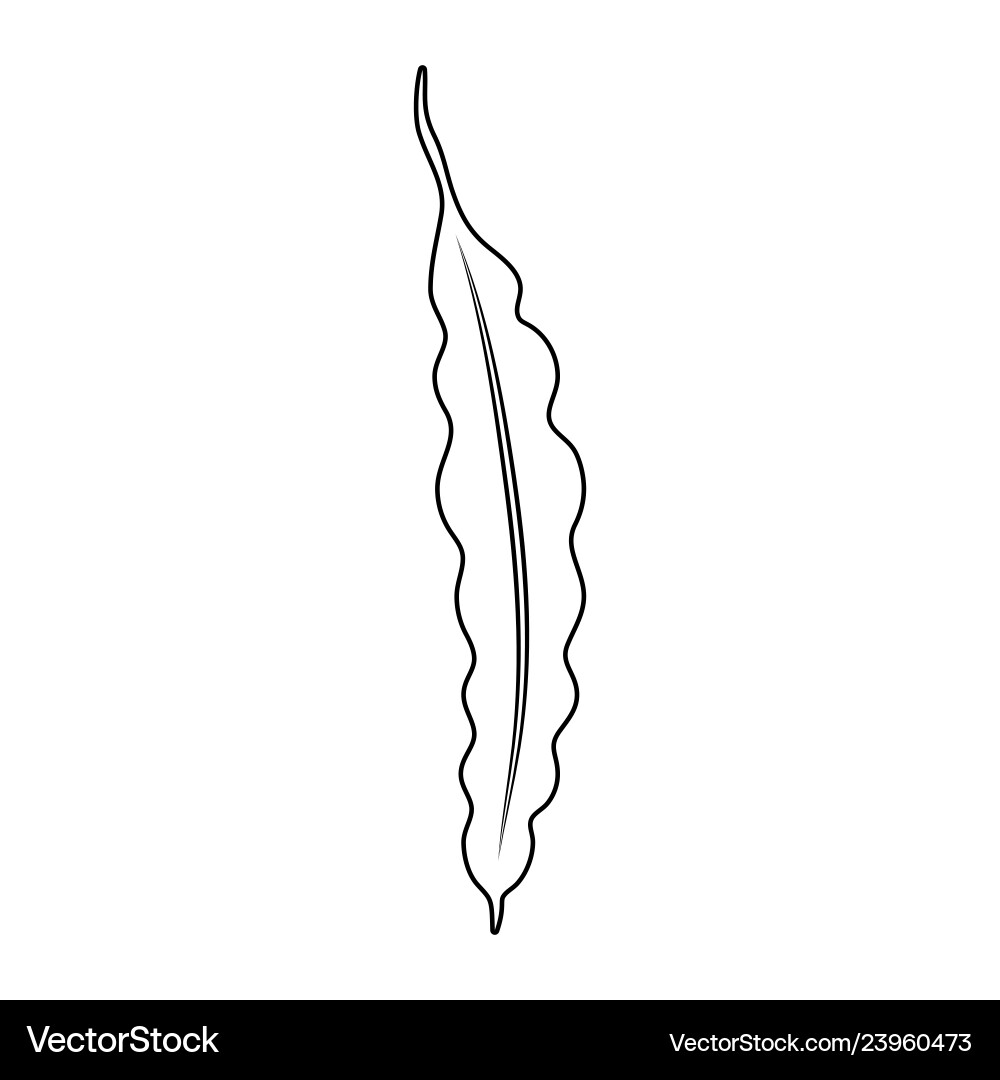 String bean outline isolated on white background String bean outline isolated on white background Vector Image