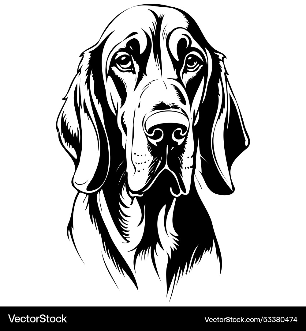 Bluthound Porträt Gravur Zeichnung von wild Bluthound Porträt Gravur Zeichnung von wild vektorbild