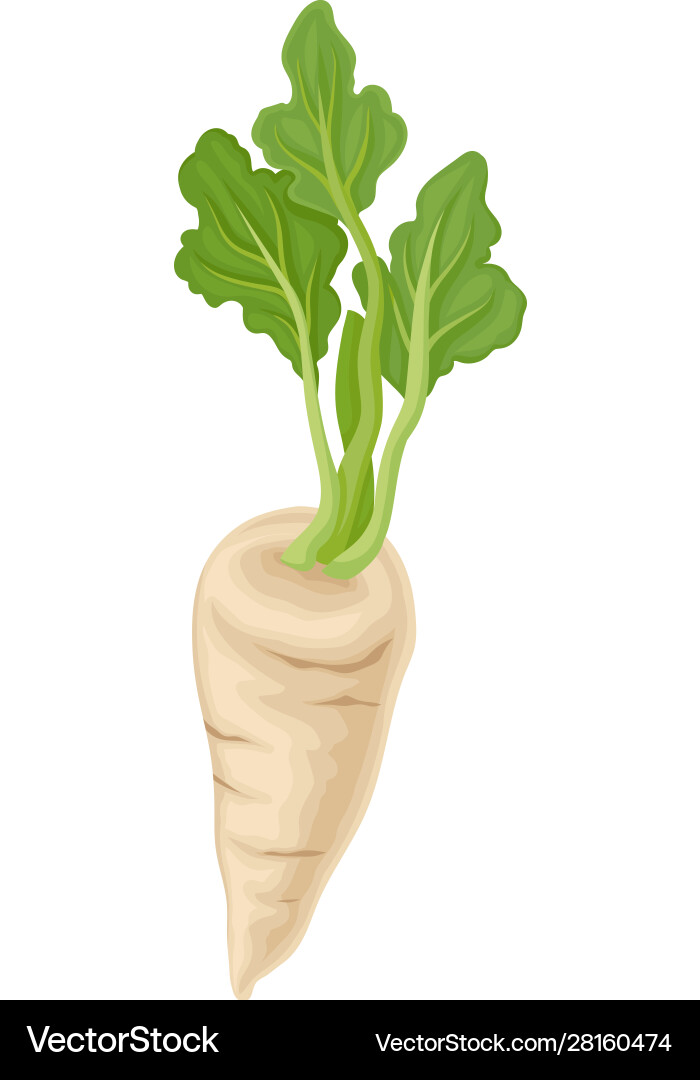 Parsnip root with green leaves in full length Parsnip root with green leaves in full length vector image