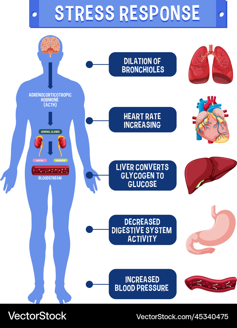 Stress response system scheme Vector Image