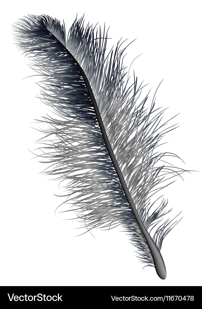 Feather black Royalty Free Vector Image - VectorStock