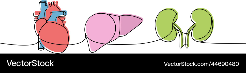 Set of human organs one line colored continuous Set of human organs one line colored continuous Vector Image