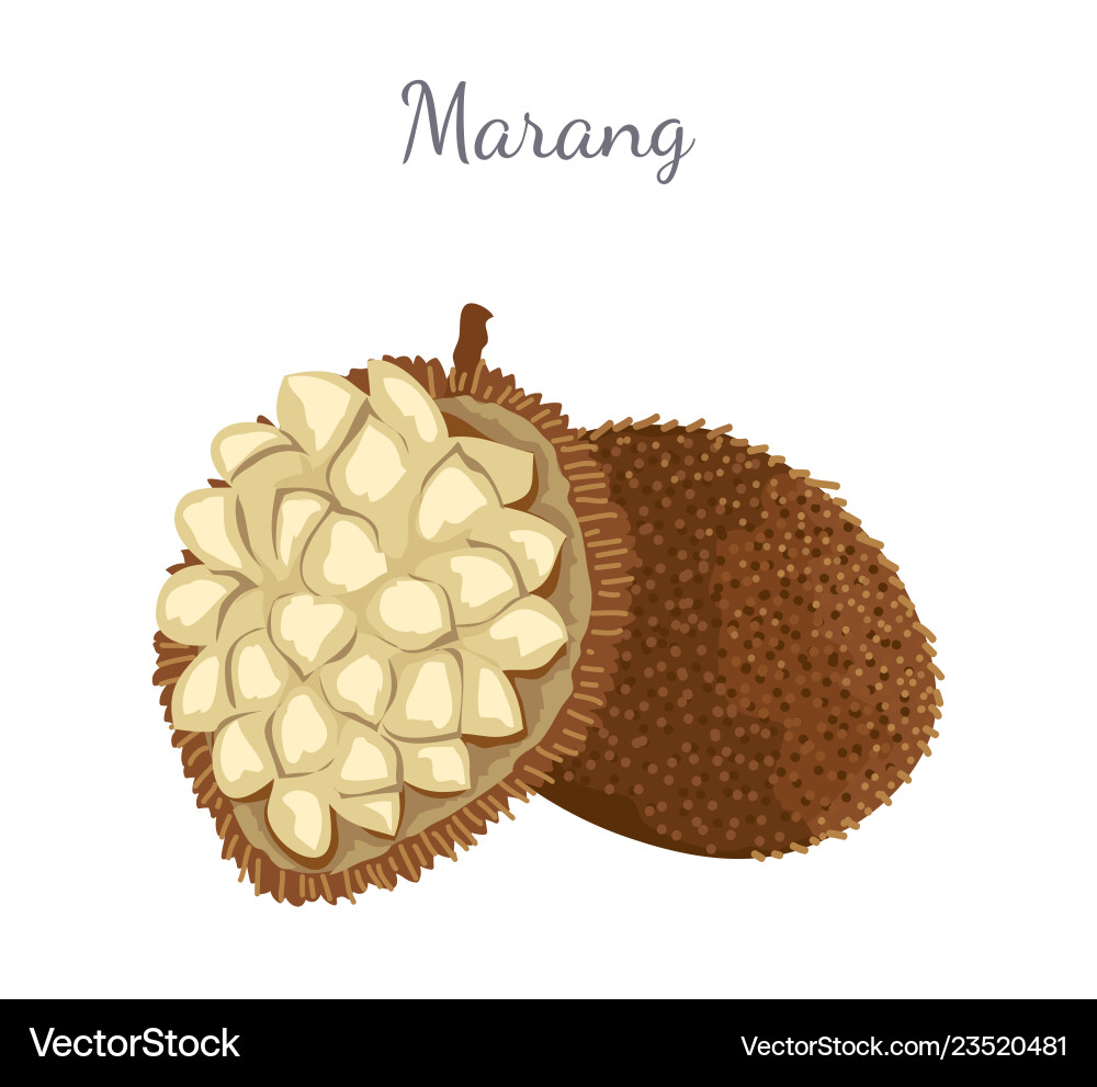 Marang exotische saftig frucht isoliert terap Marang exotische saftig frucht isoliert terap vektorbild