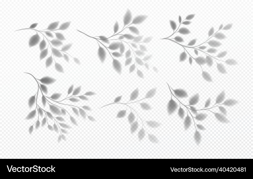 Set of realistic transparent shadow a tree Set of realistic transparent shadow a tree vector image