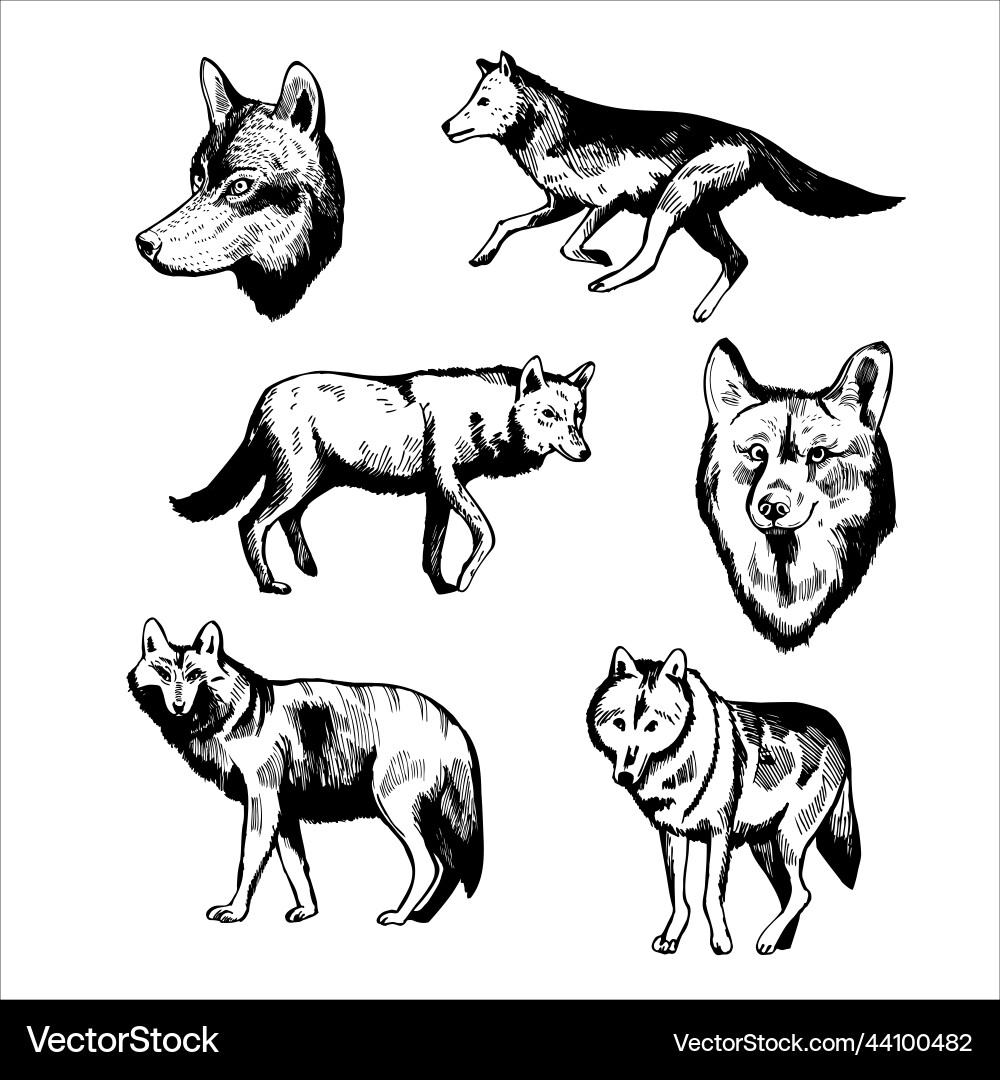 Wolf sketch Wolf sketch vector image