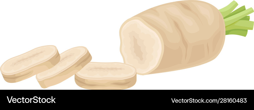 Parsnip root cut into slices item Vector Image