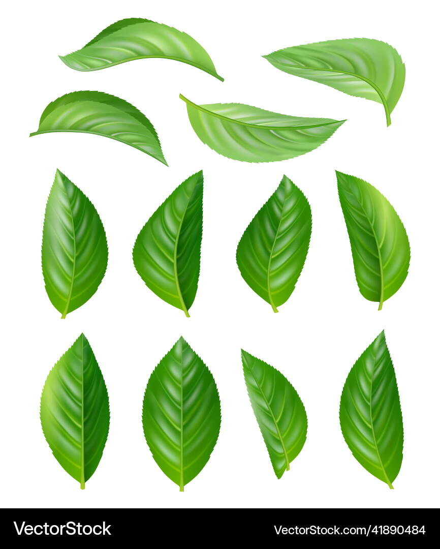 Green tea leaves eco natural plants aromatic hot Green tea leaves eco natural plants aromatic hot vector image