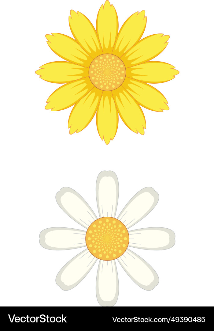 Simple white and yellow daisy flower Royalty Free Vector