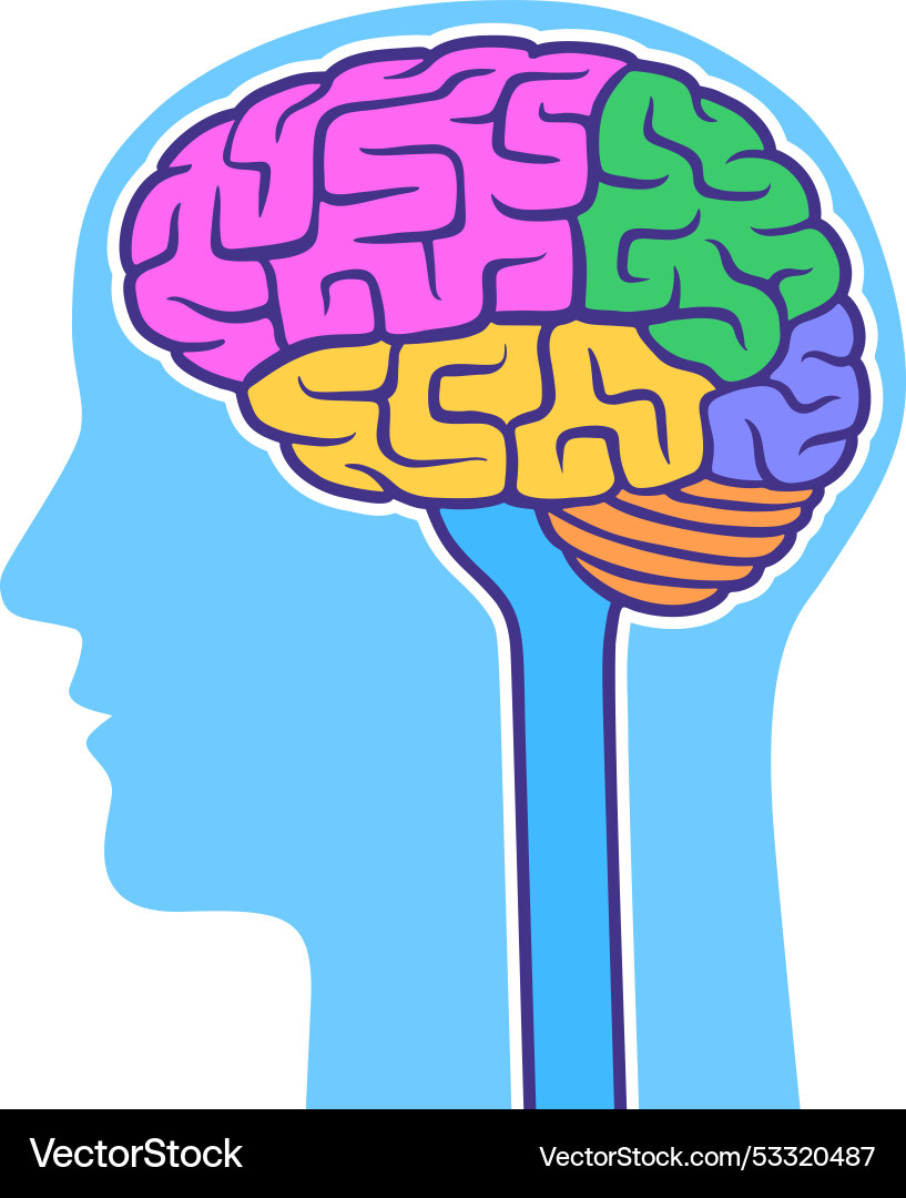 Human brain with colored lobes in head outline Human brain with colored lobes in head outline vector image